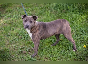 BLU - wer zeigt der hübschen Hündin wie schön ein Hundeleben sein kann?