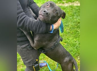 Ms CHOCOLATE - ich wünsche mir Menschen, die mich mit Herz und Konsequenz an die Pfote nehmen!