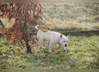 ARIAN - ich suche ein liebevolles, hundeerfahrenes Für-Immer Zuhause!