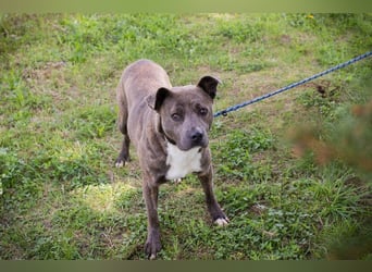 BLU - wer zeigt der hübschen Hündin wie schön ein Hundeleben sein kann?