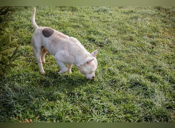 ARIAN - ich suche ein liebevolles, hundeerfahrenes Für-Immer Zuhause!