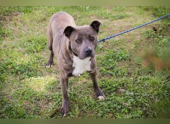 BLU - wer zeigt der hübschen Hündin wie schön ein Hundeleben sein kann?