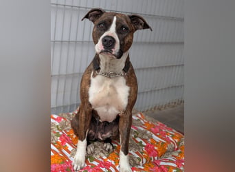 Pitbull Mischlingshündin Jay Jay