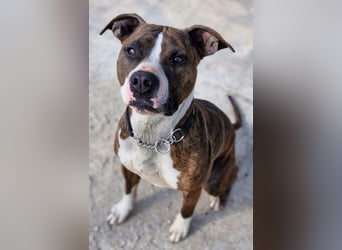 Pitbull Mischlingshündin Jay Jay