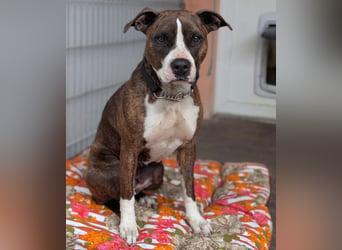 Pitbull Mischlingshündin Jay Jay