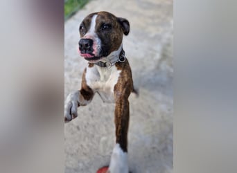 Pitbull Mischlingshündin Jay Jay