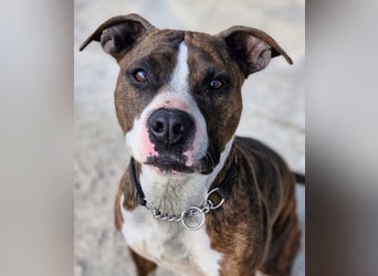 Pitbull Mischlingshündin Jay Jay