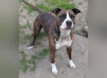 Pitbull Mischlingshündin Jay Jay