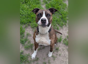 Pitbull Mischlingshündin Jay Jay