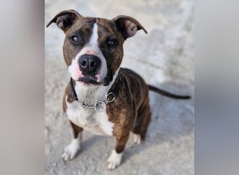 Pitbull Mischlingshündin Jay Jay