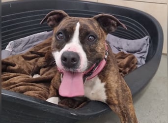 Pitbull Mischlingshündin Jay Jay