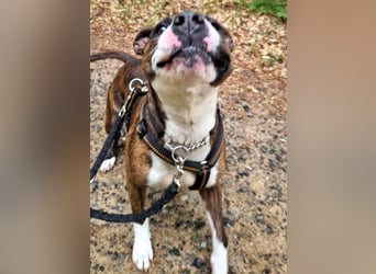 Pitbull Mischlingshündin Jay Jay
