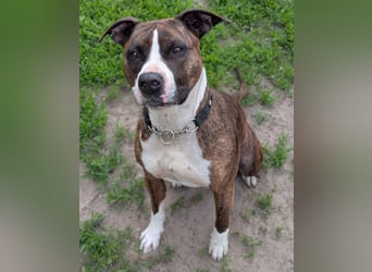 Pitbull Mischlingshündin Jay Jay