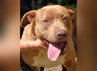 Brack - Wunderschön und kräftig