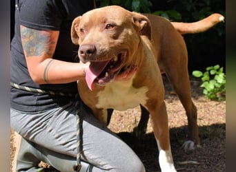 Brack - Wunderschön und kräftig