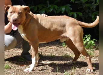 Brack - Wunderschön und kräftig