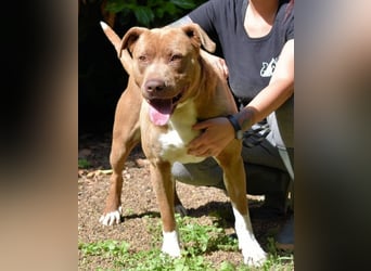 Brack - Wunderschön und kräftig