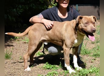 Brack - Wunderschön und kräftig