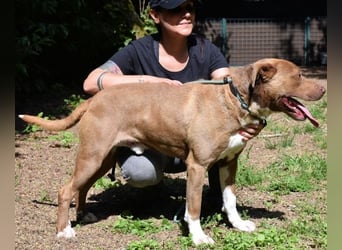 Brack - Wunderschön und kräftig