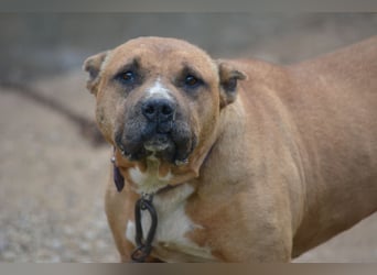 EVA, absolute Schmusebacke, ca. 2019 geboren (Vermittlung nicht nach Deutschland)