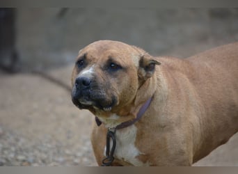 EVA, absolute Schmusebacke, ca. 2019 geboren (Vermittlung nicht nach Deutschland)