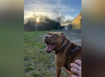 SKADI - die hübsche, fröhliche und menschenbezogene  Hündin sucht ein tolles Für-Immer Zuhause!