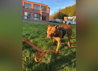 SKADI - die hübsche, fröhliche und menschenbezogene  Hündin sucht ein tolles Für-Immer Zuhause!