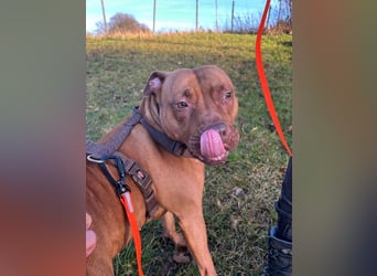 SKADI - die hübsche, fröhliche und menschenbezogene  Hündin sucht ein tolles Für-Immer Zuhause!