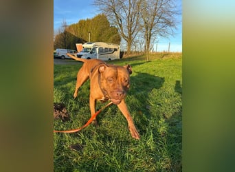 SKADI - die hübsche, fröhliche und menschenbezogene  Hündin sucht ein tolles Für-Immer Zuhause!