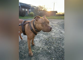 SKADI - die hübsche, fröhliche und menschenbezogene  Hündin sucht ein tolles Für-Immer Zuhause!