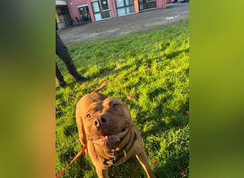 SKADI - die hübsche, fröhliche und menschenbezogene  Hündin sucht ein tolles Für-Immer Zuhause!