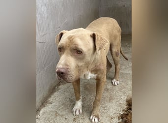 Bruno - menschenbezogen und neugierig