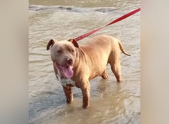 Bruno - menschenbezogen und neugierig