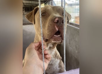 Bruno - menschenbezogen und neugierig