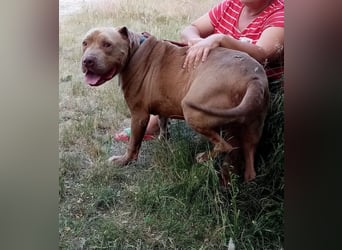 Bruno - menschenbezogen und neugierig