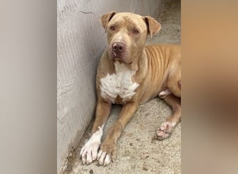 Bruno - menschenbezogen und neugierig