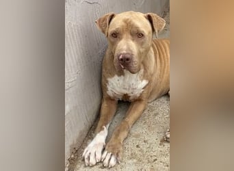 Bruno - menschenbezogen und neugierig