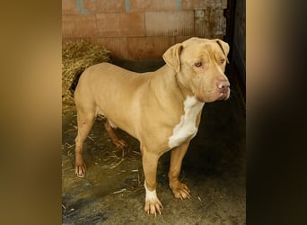 Bruno - menschenbezogen und neugierig