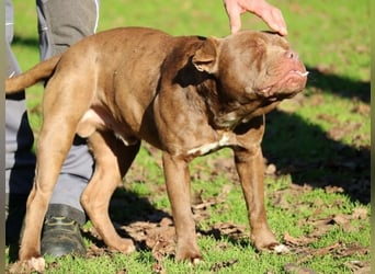 Ringo - braucht eine ehrliche Chance