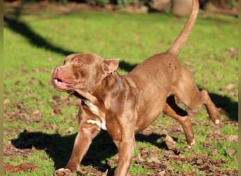 Ringo - braucht eine ehrliche Chance