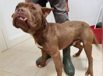 Ringo - braucht eine ehrliche Chance