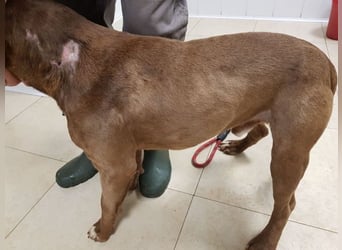 Ringo - braucht eine ehrliche Chance