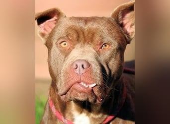 Ringo - braucht eine ehrliche Chance