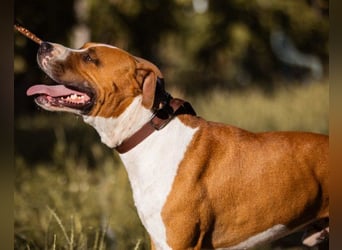 Staff-Rüde ♥RED♥ sucht seine liebenden treuen Menschen im Ausland