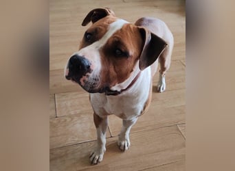Staff-Rüde ♥RED♥ sucht seine liebenden treuen Menschen im Ausland