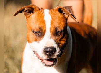 Staff-Rüde ♥RED♥ sucht seine liebenden treuen Menschen im Ausland