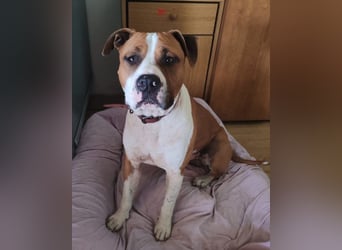 Staff-Rüde ♥RED♥ sucht seine liebenden treuen Menschen im Ausland