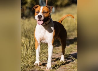 Staff-Rüde ♥RED♥ sucht seine liebenden treuen Menschen im Ausland