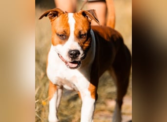 Staff-Rüde ♥RED♥ sucht seine Menschen (außerhalb D)