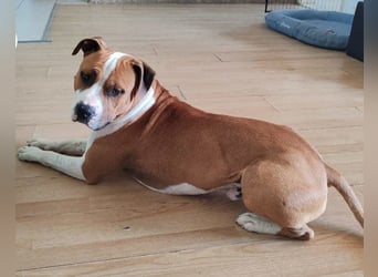 Staff-Rüde ♥RED♥ sucht seine liebenden treuen Menschen im Ausland